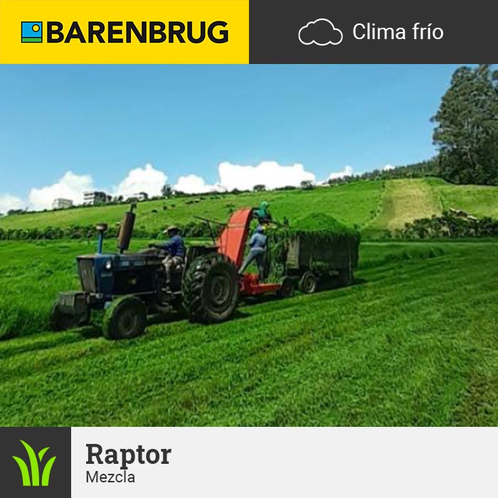 ryegrass-mezcla-raptor-1 (2)